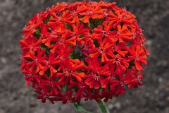 Flower of Maltese Cross
