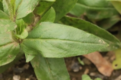 Leaves-of-Maltese-Cross