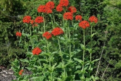 Maltese-Cross-plant-growing-wild