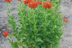 Maltese-Cross-plant