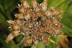 Mature-fruits-of-Maltese-Cross