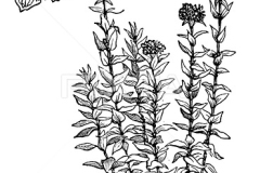 Plant-Illustration-of-Maltese-Cross