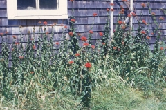 Maltese Cross plant-growing-wild