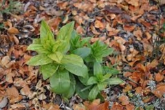 Saplings-of-Maltese-Cross