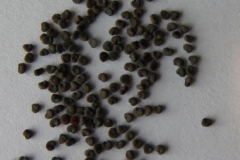 Seeds-of-Maltese-Cross