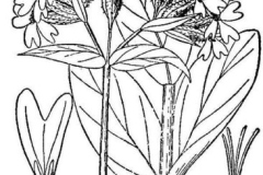 Sketch-of-Maltese-Cross