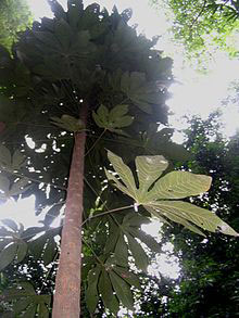 Malva-Nut-Tree