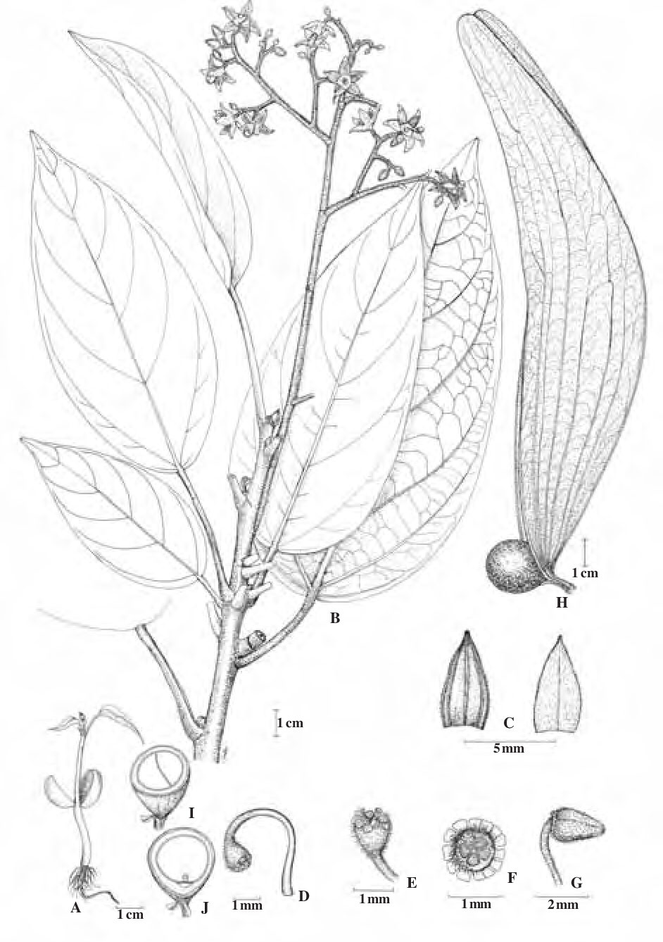 Plant-Illustration-of-Malva-Nut-Tree