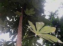 Malva-Nut-Tree