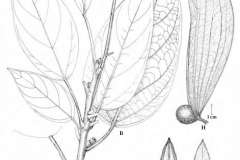 Plant-Illustration-of-Malva-Nut-Tree