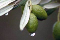 Unripe-Malva-Nut-fruit-on-the-tree