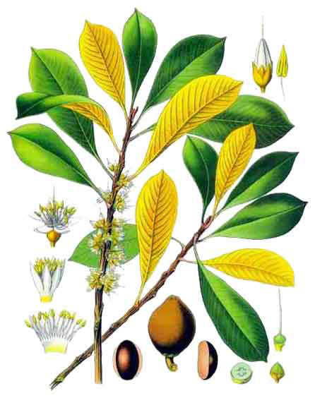Mamey-sapote-plant-illustration