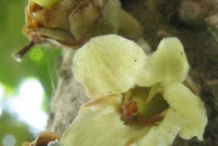 Flower-of-Mamey-sapote