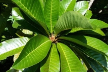Leaves-of-Mamey-sapote