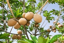 Mamey-sapote-fruit