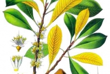 Mamey-sapote-plant-illustration
