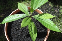 Mamey sapote seedlings
