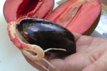 Mamey-sapote-seeds