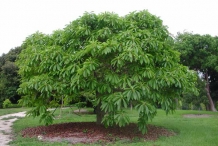 Mamey-sapote-tree