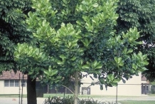 Mammee-apple-tree
