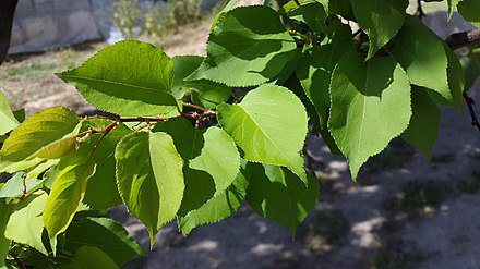 Leaves-of-Manchurian-Apricot