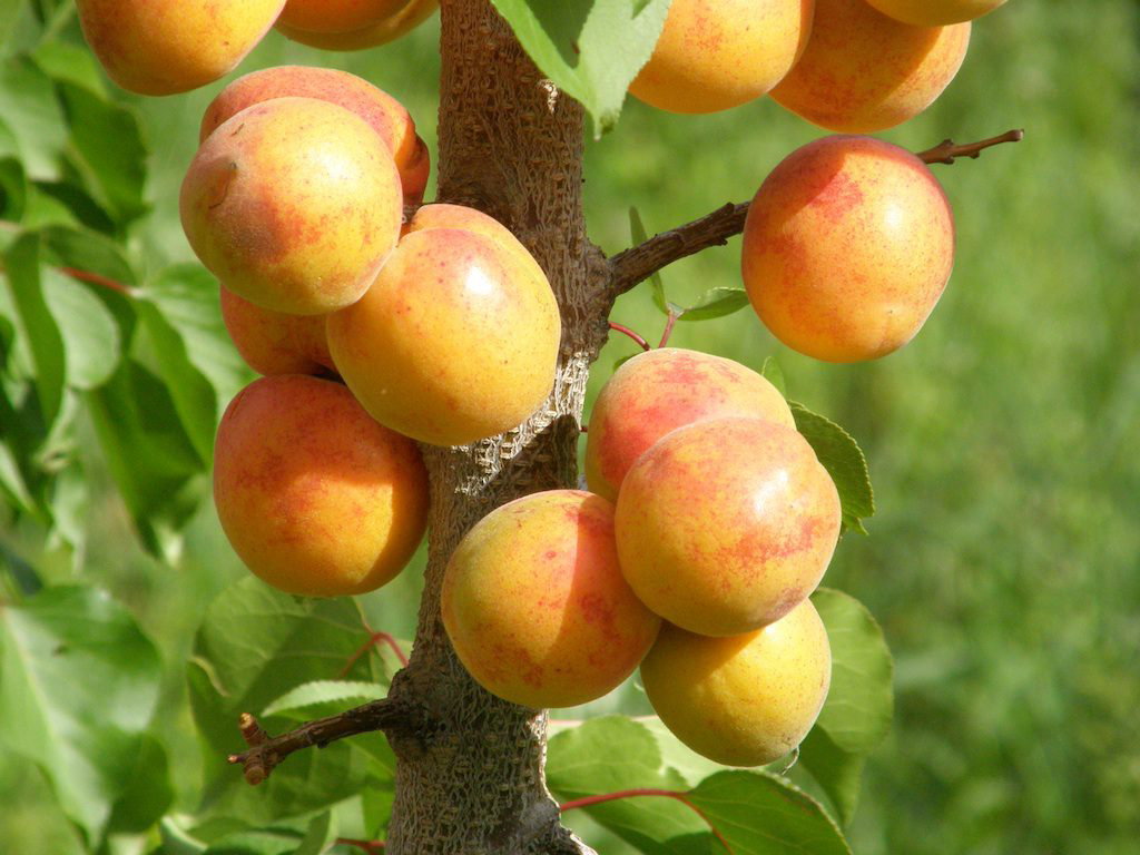 Manchurian-Apricot-on-the-tree