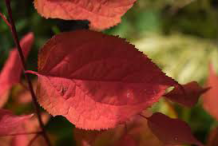 Leaves-of-Manchurian-Apricot-in-Autumn-season