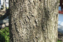 Bark-of-Manchurian-Apricot