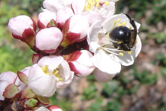 Closer-view-of-flower-of-Manchurian-Apricot