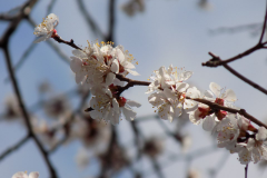 Flower-of-Manchurian-Apricot