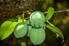 Immature-fruits-of-Manchurian-Apricot