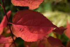 Leaves-of-Manchurian-Apricot-in-Autumn-season