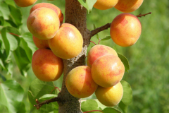 Manchurian-Apricot-on-the-tree