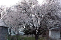 Manchurian-Apricot-tree