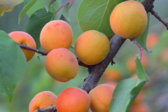 Mature-fruits-of-Manchurian-Apricot