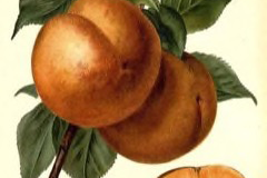 Plant-Illustration-of-Manchurian-Apricot