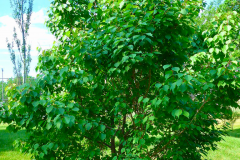 Small-Manchurian-Apricot-plant