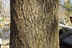 Trunk-of-Manchurian-Apricot