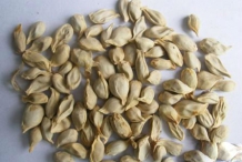 Mandarin-orange-seeds