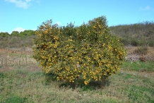 Mandarin-orange-tree