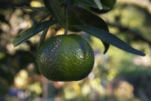 Unripe-Mandarin-orange
