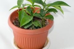 Mandarin-orange-plant