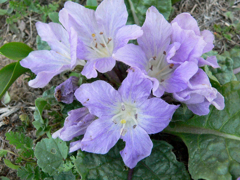 Flowers-of-Mandrake