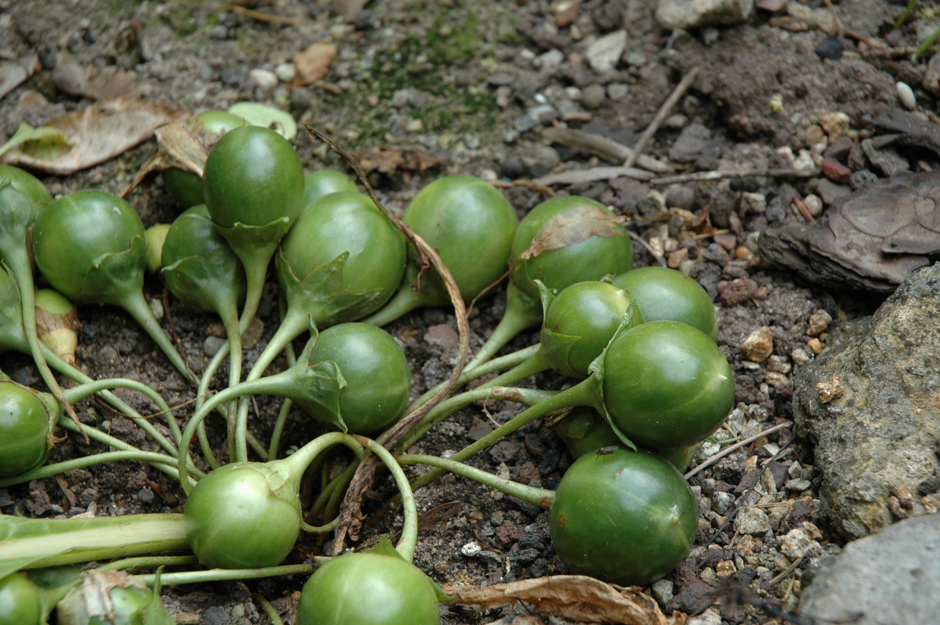 Immature-fruits-of-Mandrake