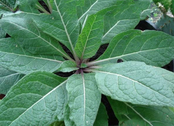 Traditional Uses Of Mandrake Health Benefits Traditional Uses Of Mandrake Health Benefits