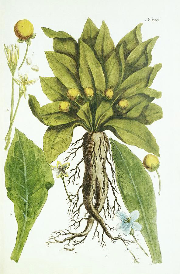 Plant-illustration-of-Mandrake