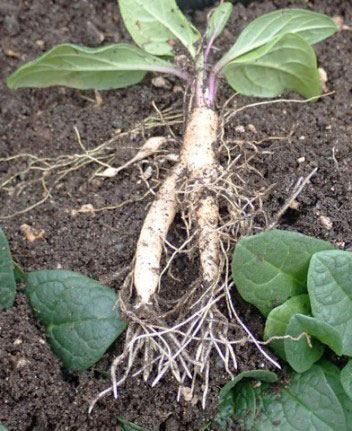 Roots-of-Mandrake
