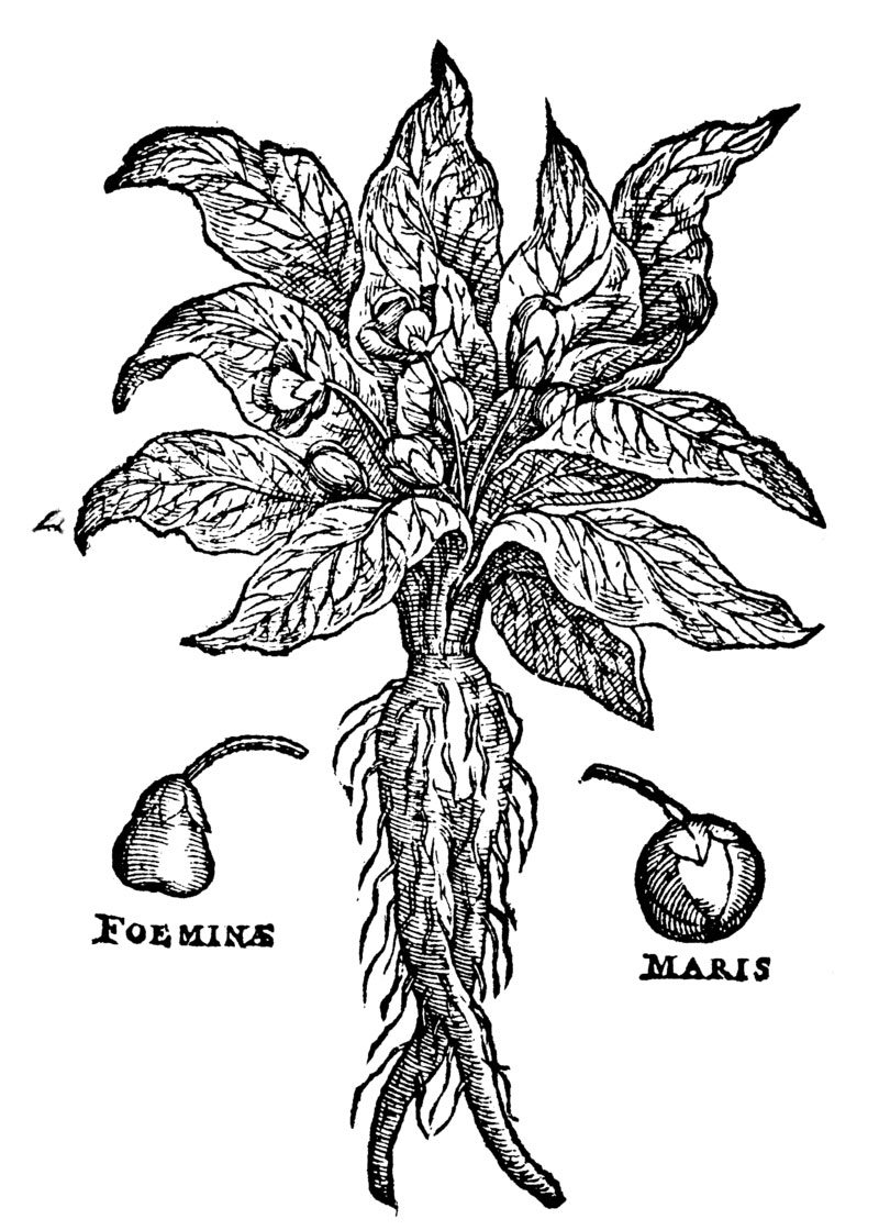 Sketch-of-Mandrake