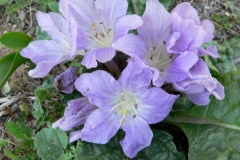 Flowers-of-Mandrake