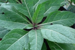Leaves-of-Mandrake